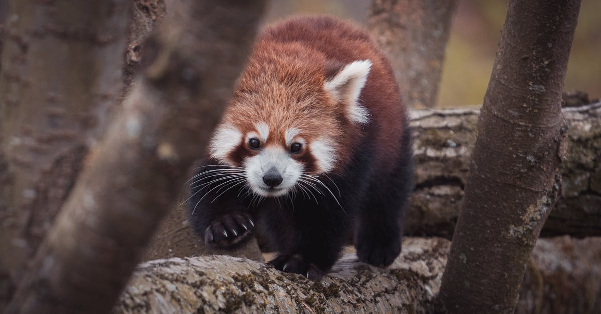 Why do Hilton Garden Inns have color printers guests can use freely, but more upscale hotels offer just free black white printing? [closed] - Lesser panda with fluffy fur and claws strolling on dry tree trunk while looking at camera in zoological garden
