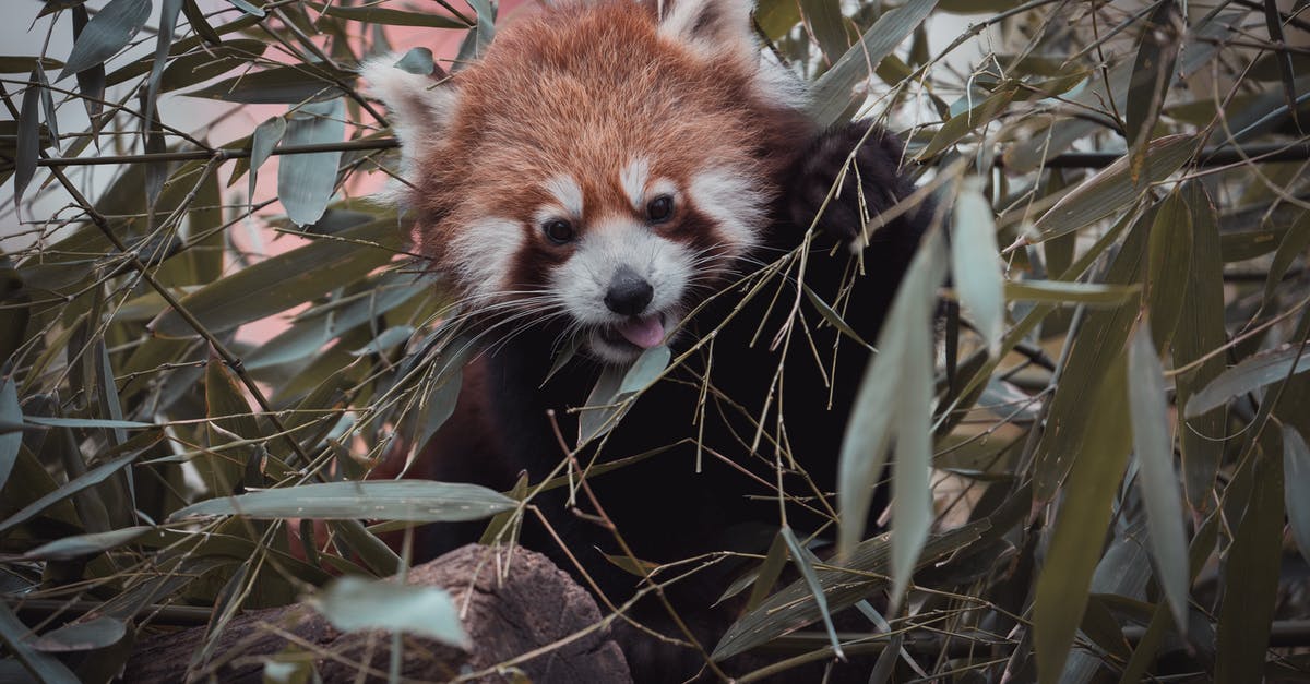 Why do Hilton Garden Inns have color printers guests can use freely, but more upscale hotels offer just free black white printing? [closed] - Red panda eating bamboo leaves in zoo