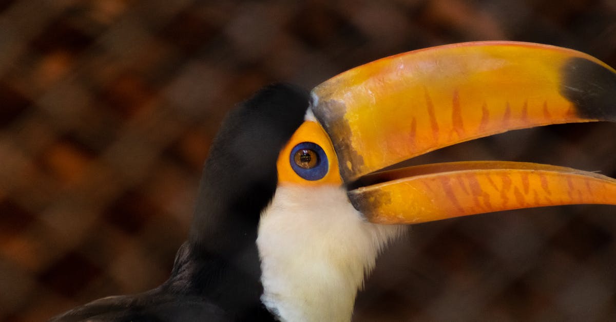Why do Hilton Garden Inns have color printers guests can use freely, but more upscale hotels offer just free black white printing? [closed] - Colorful toucan with big beak in zoo