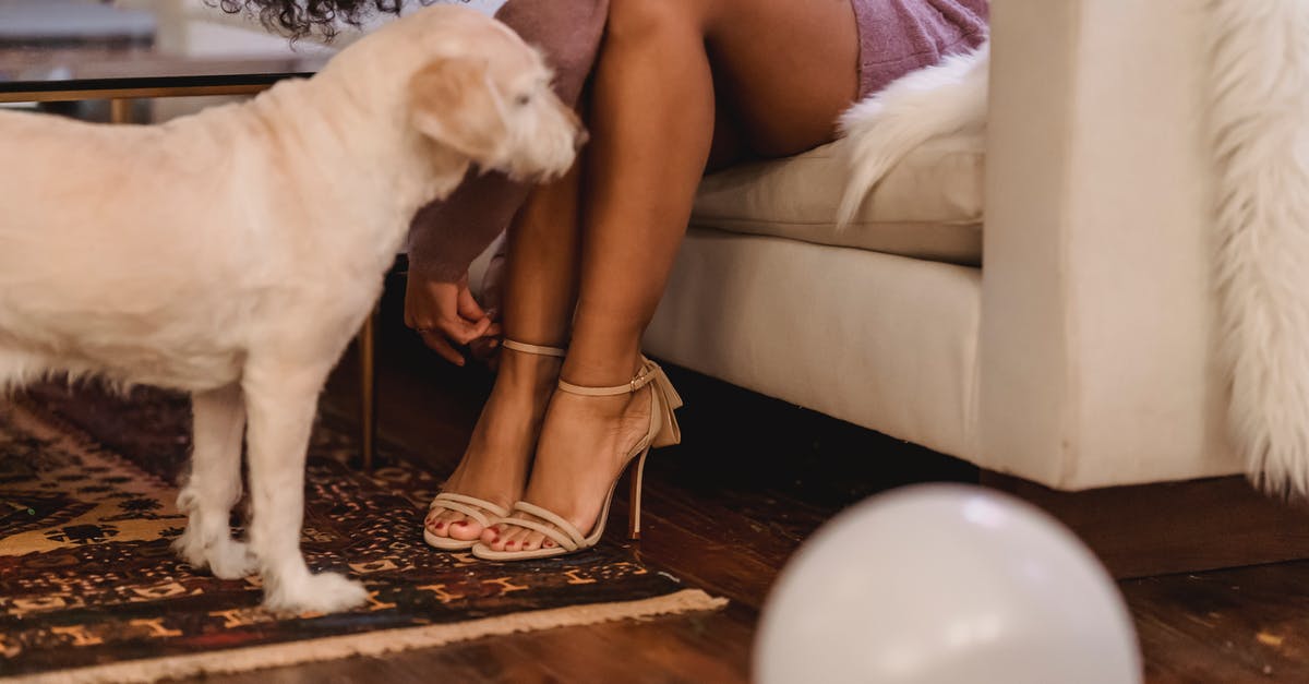 Why do we fasten seatbelts for turbulence? - Black woman fastening heels while dog standing near on rug Why do we fasten seatbelts for turbulence? - Black woman fastening heels while dog standing near on rug