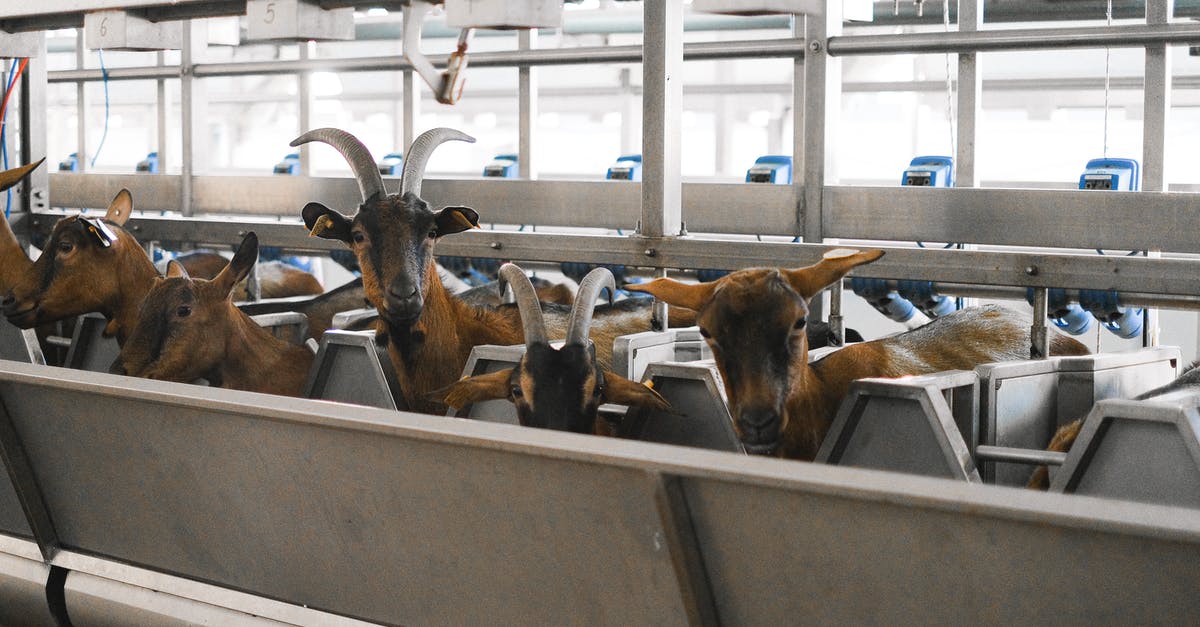 Why does my French Schengen visa say Marsault, or Goat in English? - Herd of Brown Goats on Gray Metal Frame Why does my French Schengen visa say Marsault, or Goat in English? - Herd of Brown Goats on Gray Metal Frame