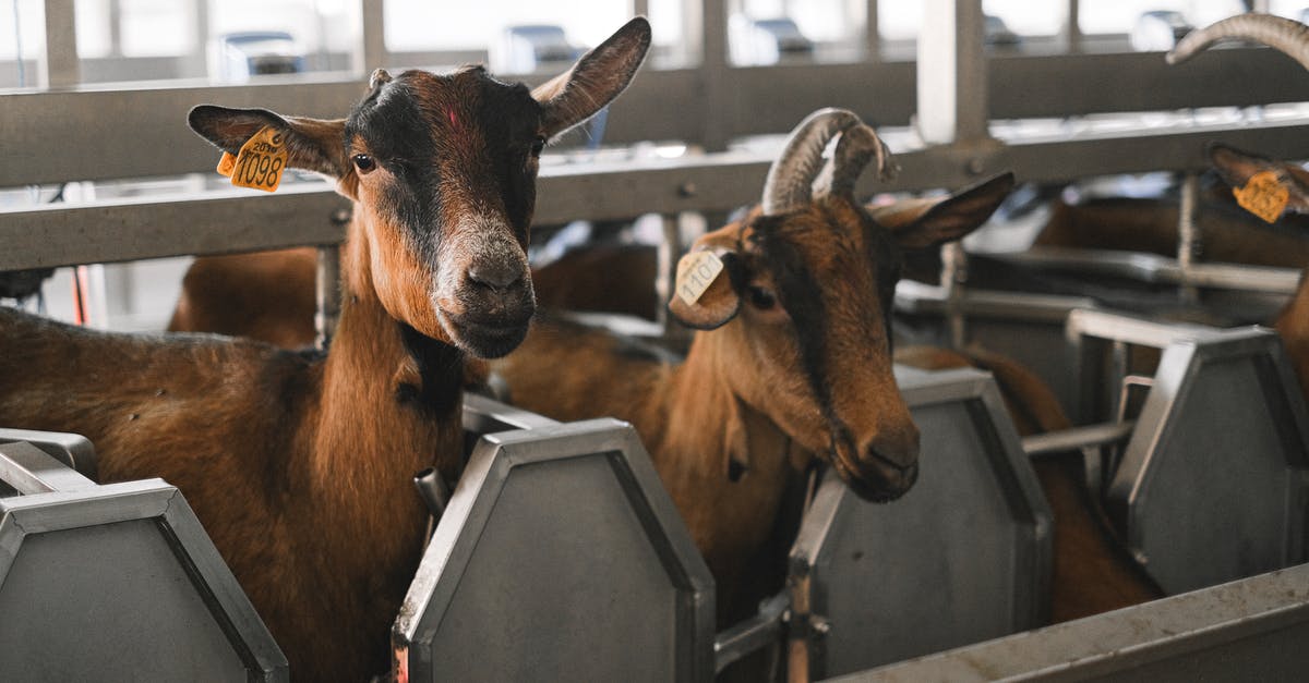 Why does my French Schengen visa say Marsault, or Goat in English? - Brown and Black Goat on Gray Metal Frame Why does my French Schengen visa say Marsault, or Goat in English? - Brown and Black Goat on Gray Metal Frame