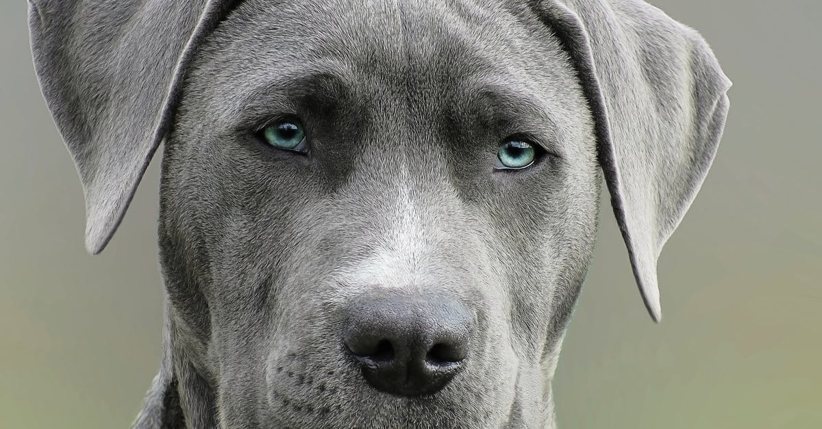 Why is blowing your nose rude in Japan? - Close Up Photography of Adult Black and White Short Coat Dog Why is blowing your nose rude in Japan? - Close Up Photography of Adult Black and White Short Coat Dog