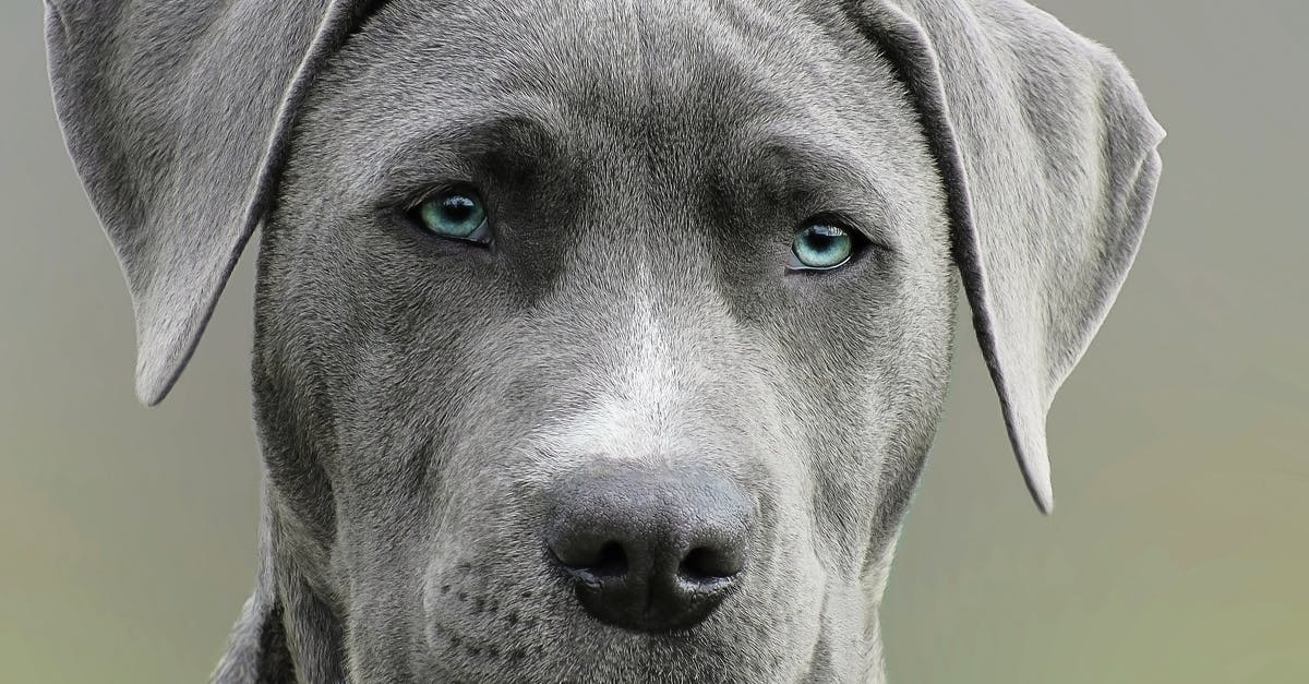 Why is blowing your nose rude in Japan? - Close Up Photography of Adult Black and White Short Coat Dog