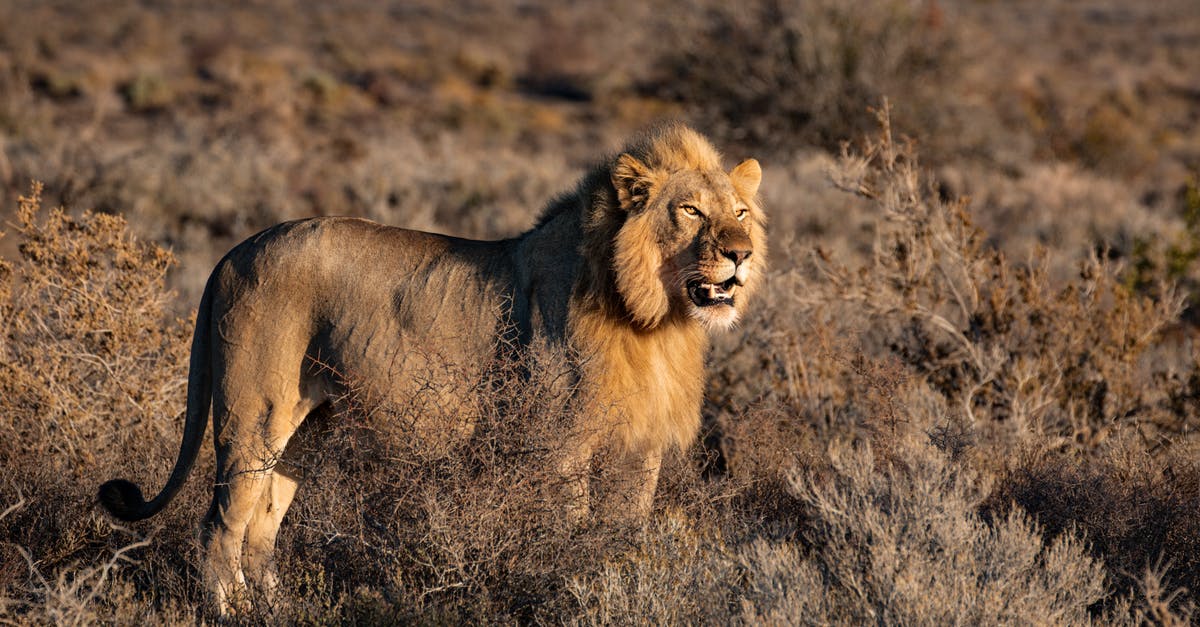 Why is it considered so dangerous to travel in South Africa? - Photo of Lion on Grass Field Why is it considered so dangerous to travel in South Africa? - Photo of Lion on Grass Field