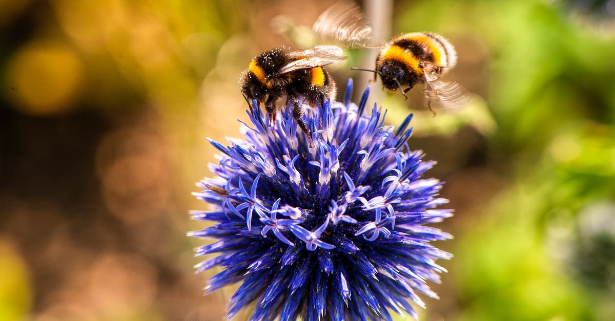 Why is it sometimes difficult to get a receipt for a flight [closed] - Two Bees on Purple Flower