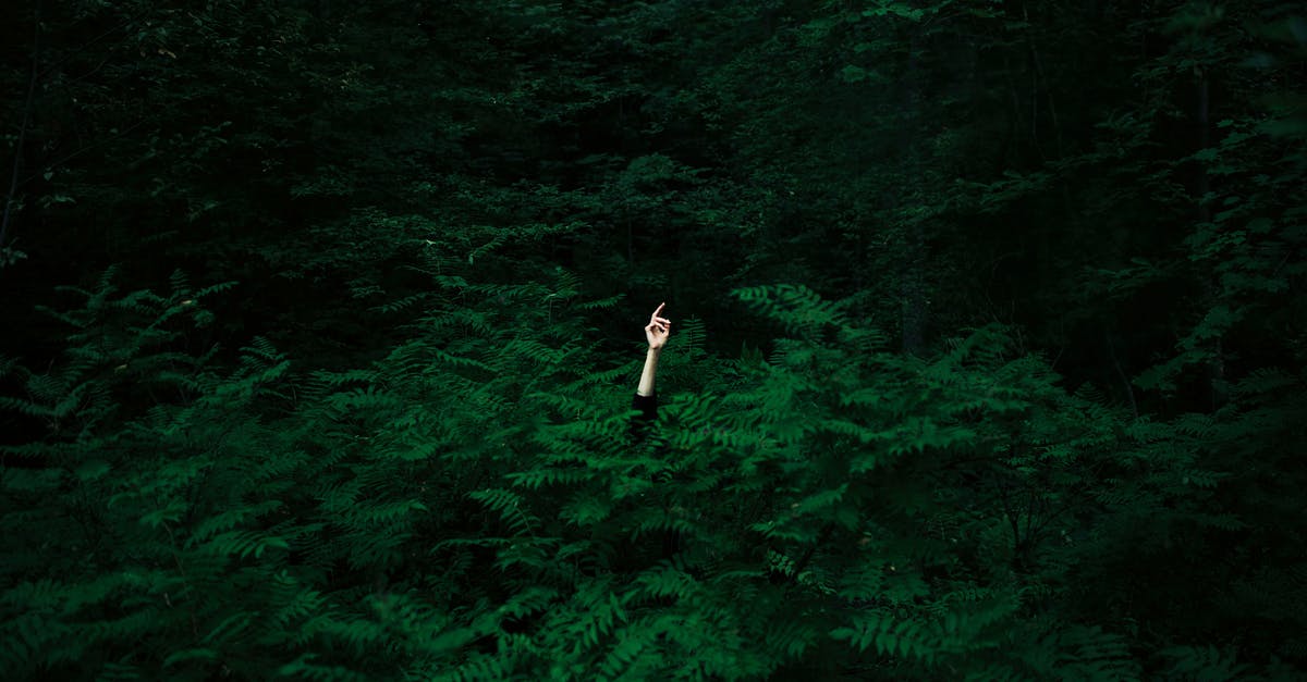 Why is the moon hiding from me? - Unrecognizable Hiding Person Stretching Hand From Between Ferns in Woods Why is the moon hiding from me? - Unrecognizable Hiding Person Stretching Hand From Between Ferns in Woods
