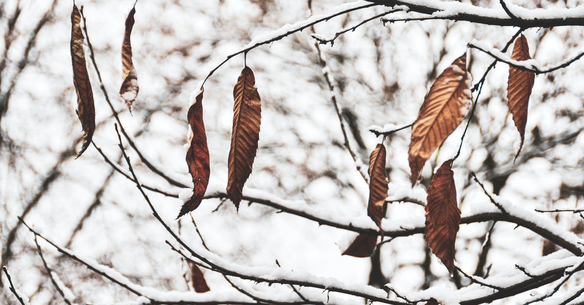 Why ITA Matrix is failing so much last months? - Close-up of the Last Brown and Dry Leaves Hanging on a Tree in Autumn Why ITA Matrix is failing so much last months? - Close-up of the Last Brown and Dry Leaves Hanging on a Tree in Autumn