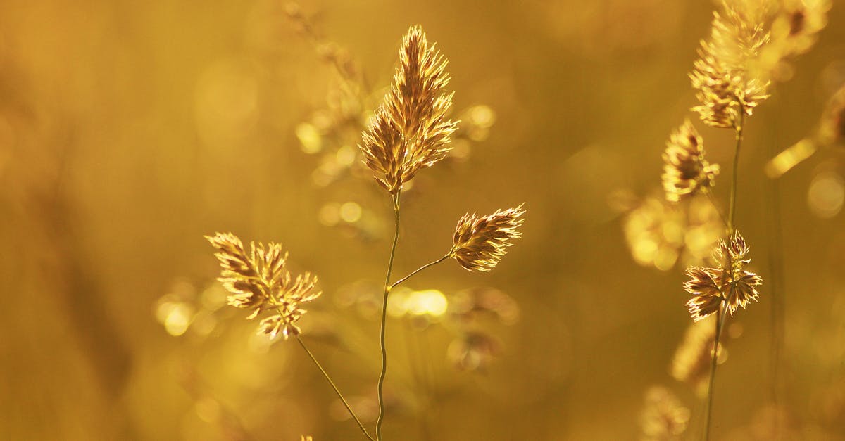 Why was a photo taken of my passport? - Close-up of Wheat Plant during Sunset Why was a photo taken of my passport? - Close-up of Wheat Plant during Sunset