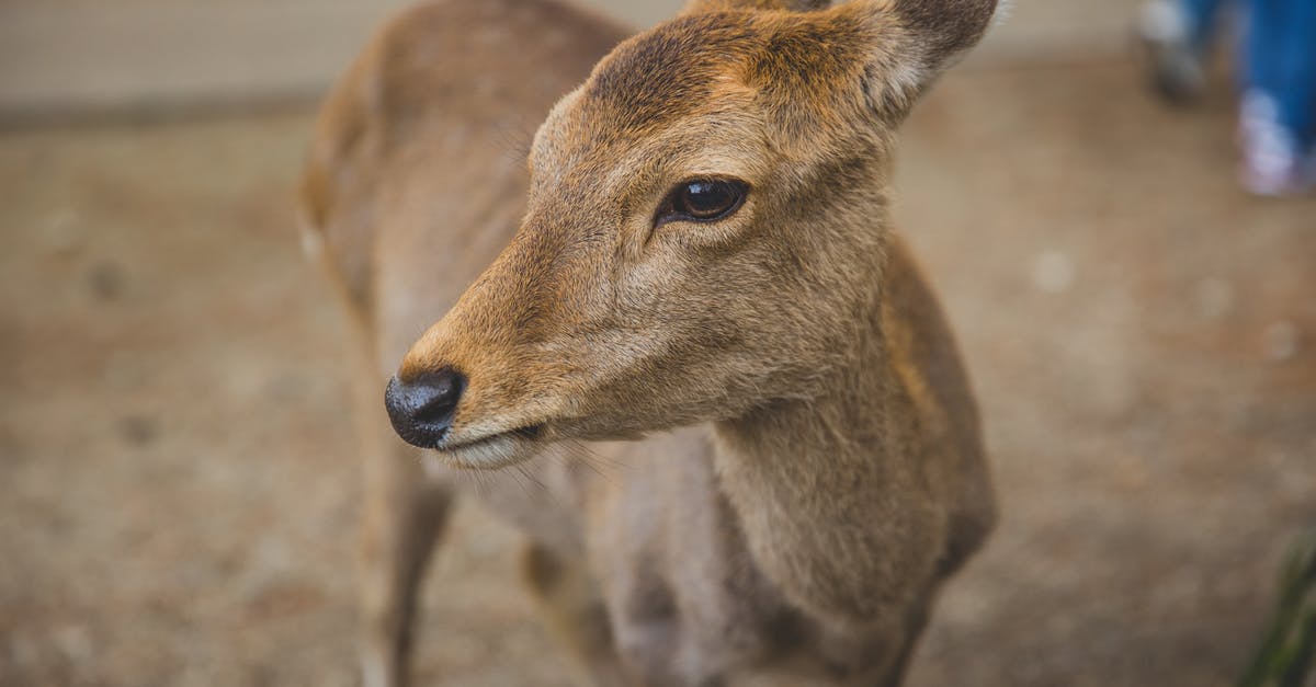 Why was my reservation lowered? - Calm young roe deer standing on dry grass near camera and looking away in natural sanctuary Why was my reservation lowered? - Calm young roe deer standing on dry grass near camera and looking away in natural sanctuary