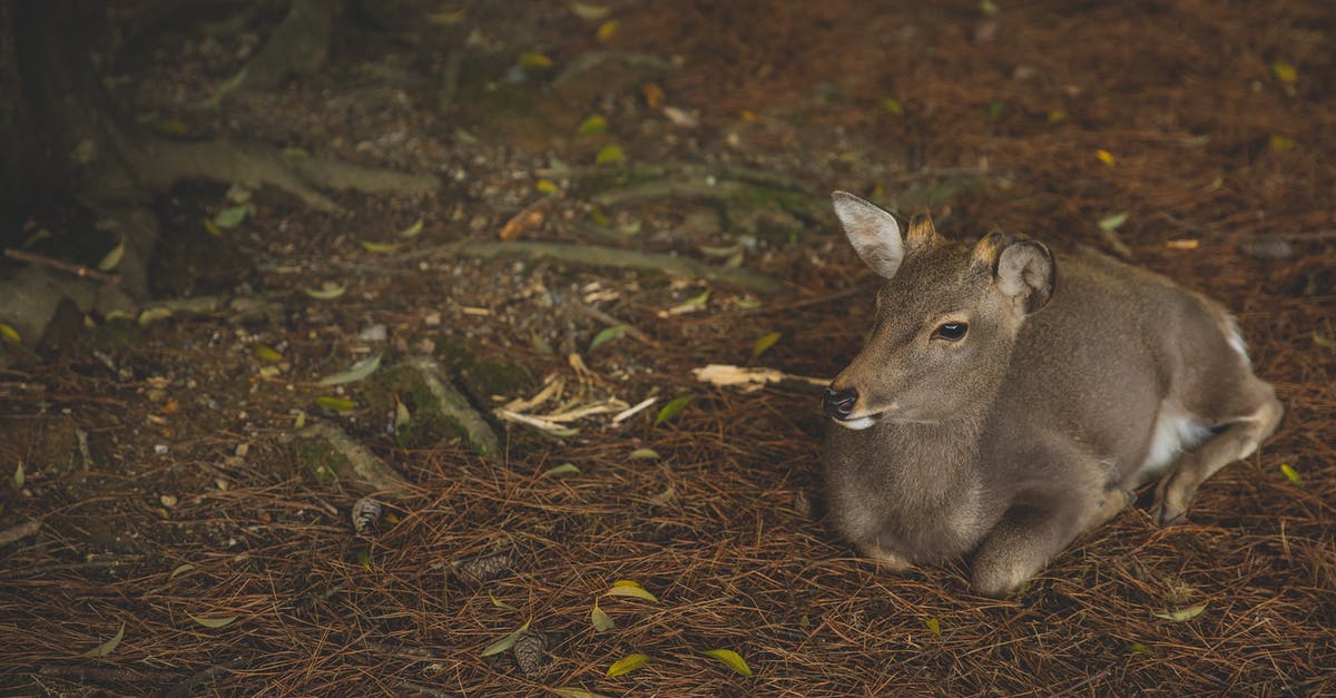 Why was my reservation lowered? - Full length cute young roe deer resting on dry grass in wild nature and looking away attentively Why was my reservation lowered? - Full length cute young roe deer resting on dry grass in wild nature and looking away attentively