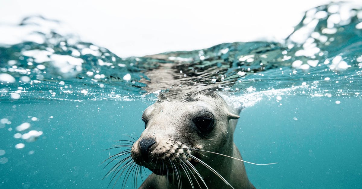 Wild swimming near Bologna - Charming wild seal baby swimming in blue clear rippling sea water during sunny day on surface Wild swimming near Bologna - Charming wild seal baby swimming in blue clear rippling sea water during sunny day on surface