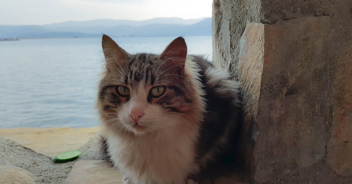 Will I be interviewed by Immigration Officer even when I travel Domestic in their country? [closed] - White and Gray Cat Near Wall