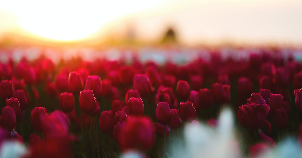 Will the tulips in Holland still be in season in early June? - Red Tulip Field Will the tulips in Holland still be in season in early June? - Red Tulip Field
