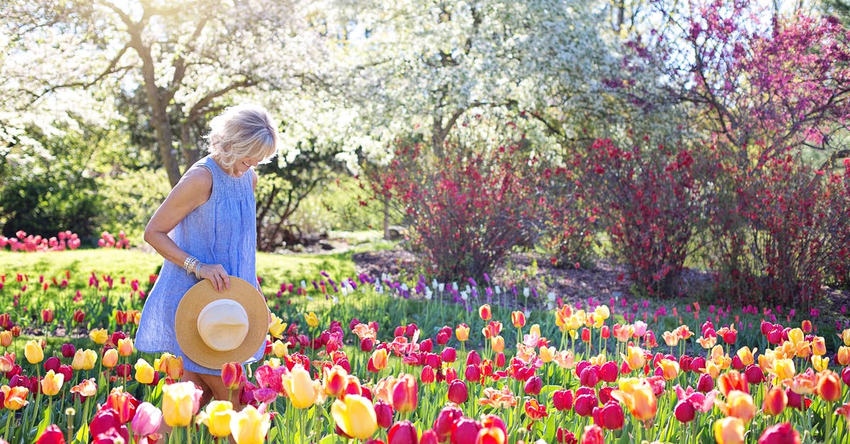 Will the tulips in Holland still be in season in early June? - Woman Walking on Bed of Tulip Flowers Will the tulips in Holland still be in season in early June? - Woman Walking on Bed of Tulip Flowers