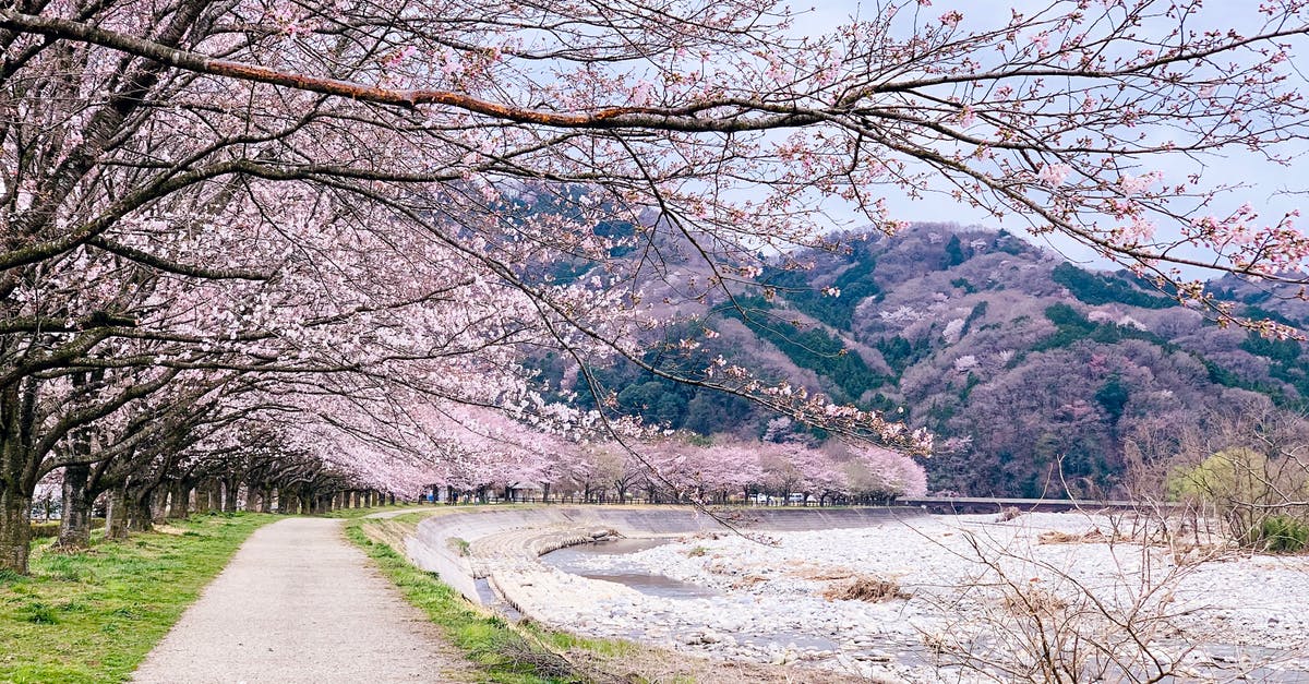 Will the untimely cherry blossom in Japan impacts the regular cycle in spring? - Picturesque scenery of peaceful pond in park with amazing blossoming cherry trees in Japan Will the untimely cherry blossom in Japan impacts the regular cycle in spring? - Picturesque scenery of peaceful pond in park with amazing blossoming cherry trees in Japan