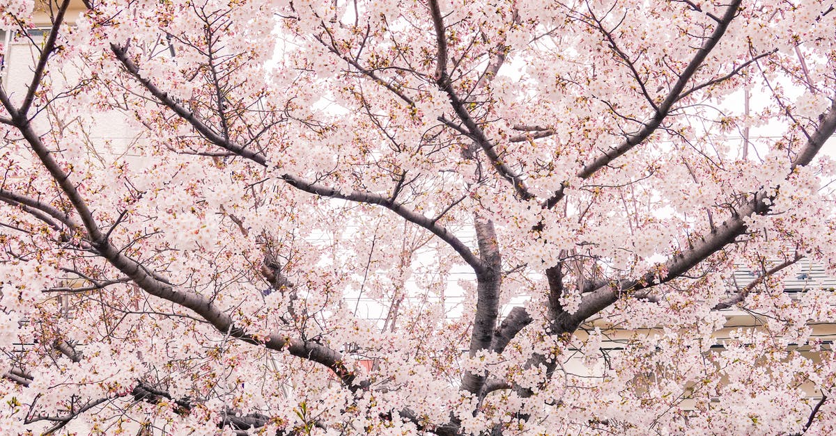 Will the untimely cherry blossom in Japan impacts the regular cycle in spring? - Pink Cherry Blossom Tree Will the untimely cherry blossom in Japan impacts the regular cycle in spring? - Pink Cherry Blossom Tree