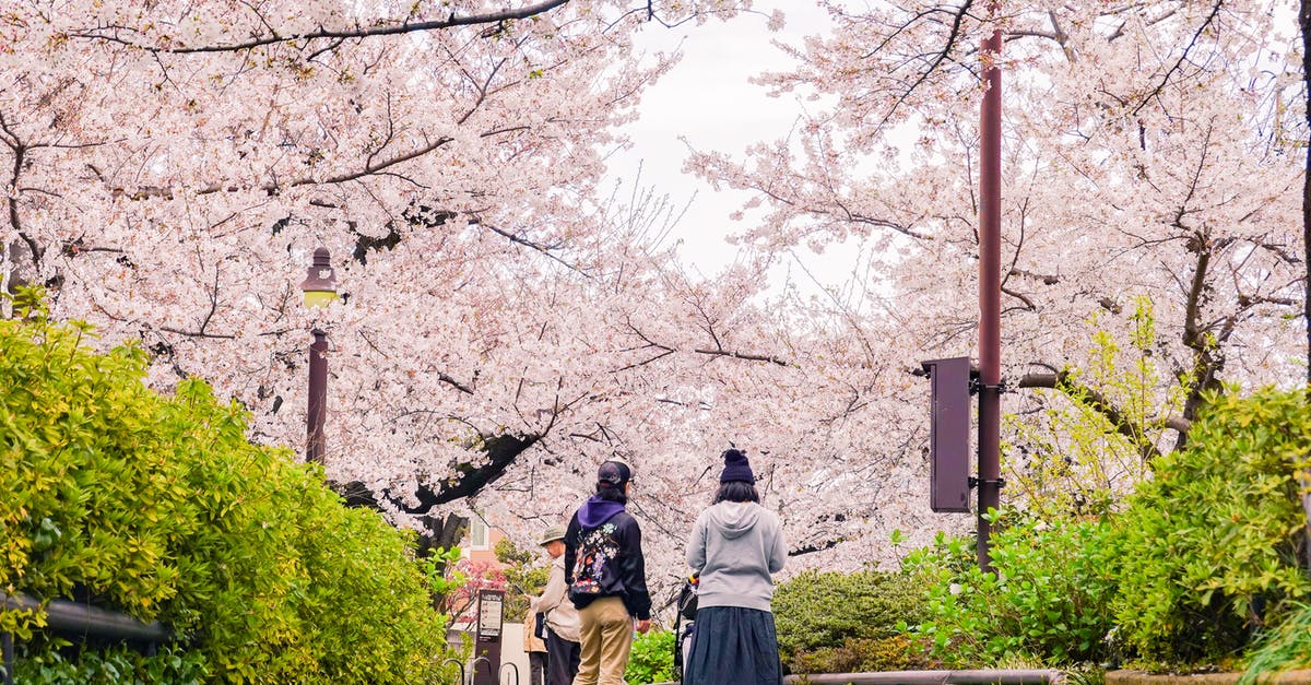 Will the untimely cherry blossom in Japan impacts the regular cycle in spring? - Man and Woman Walking on Pathway Surrounded by Trees Will the untimely cherry blossom in Japan impacts the regular cycle in spring? - Man and Woman Walking on Pathway Surrounded by Trees