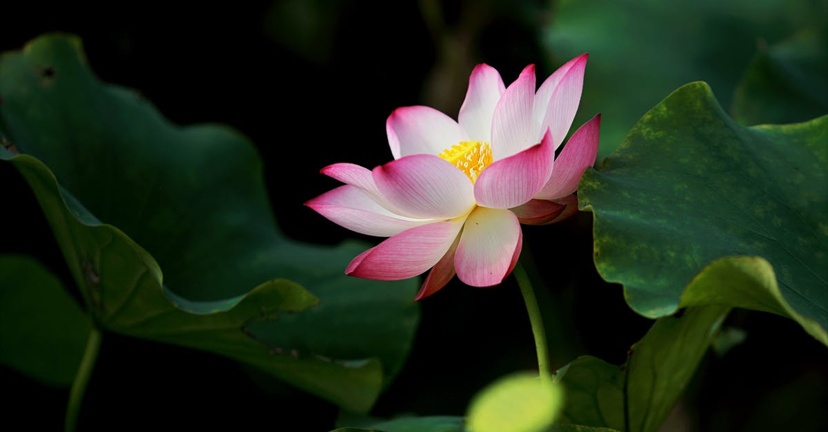 Will there be flowers blooming in the last week of March at the St. Louis Botanical Garden? - Selective Focus Photography of Pink Petaled Flower in Bloom