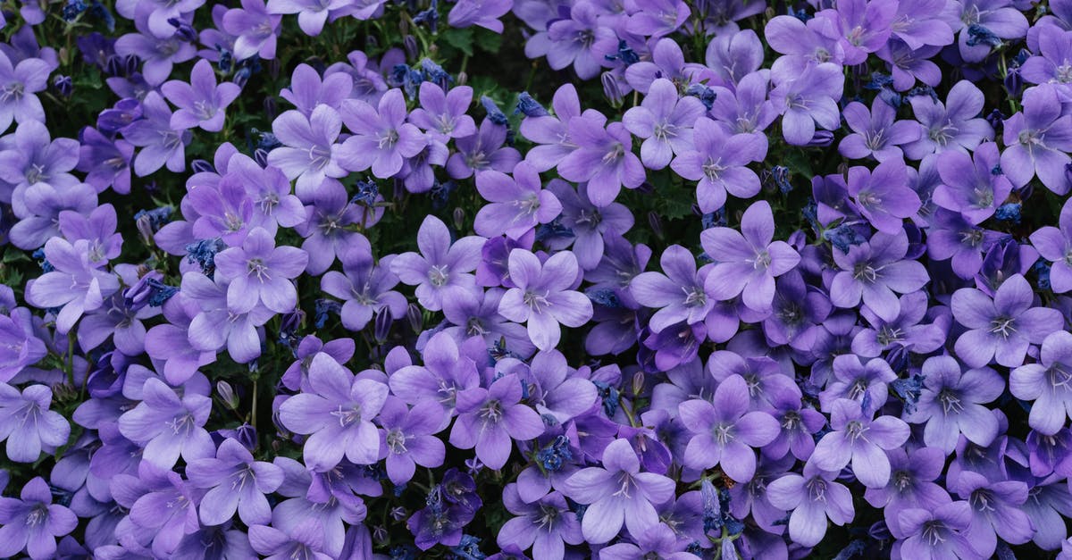 Will there be flowers blooming in the last week of March at the St. Louis Botanical Garden? - Purple Flowers With Green Leaves