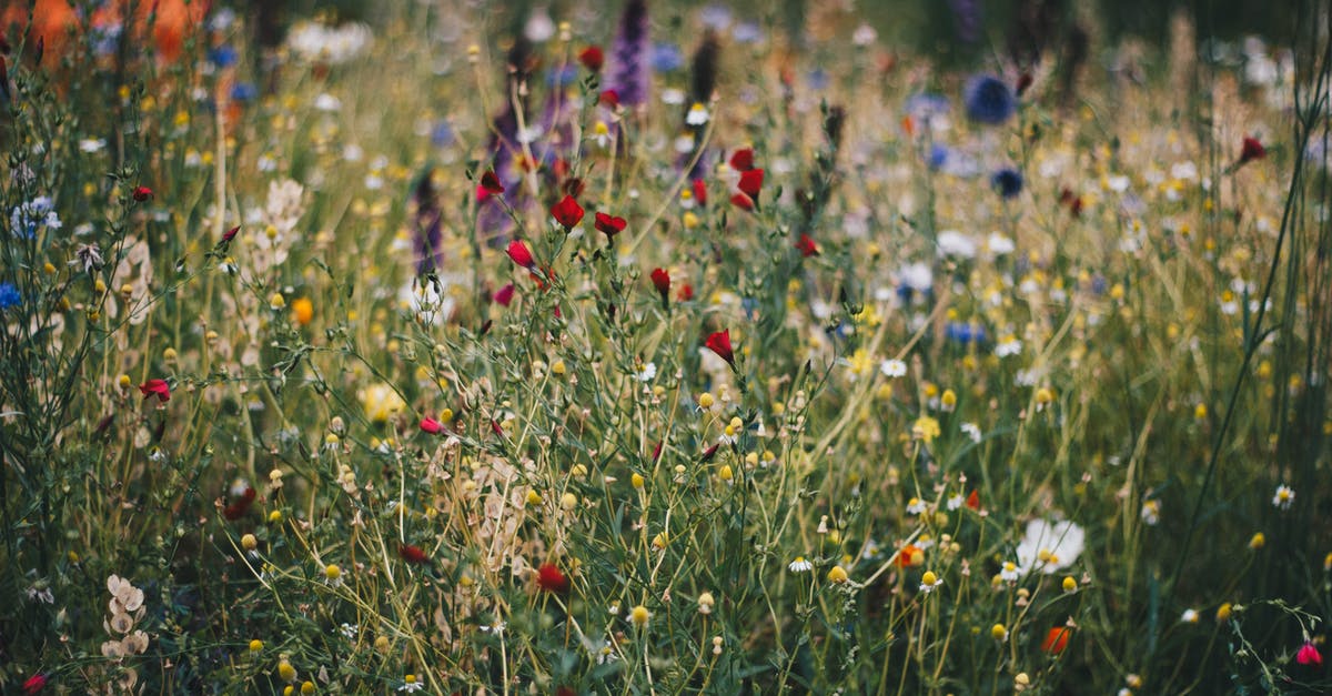 Within 300 km of Tokyo: Where for flora, landscape, nature? [closed] - Blue, White and Red Poppy Flower Field