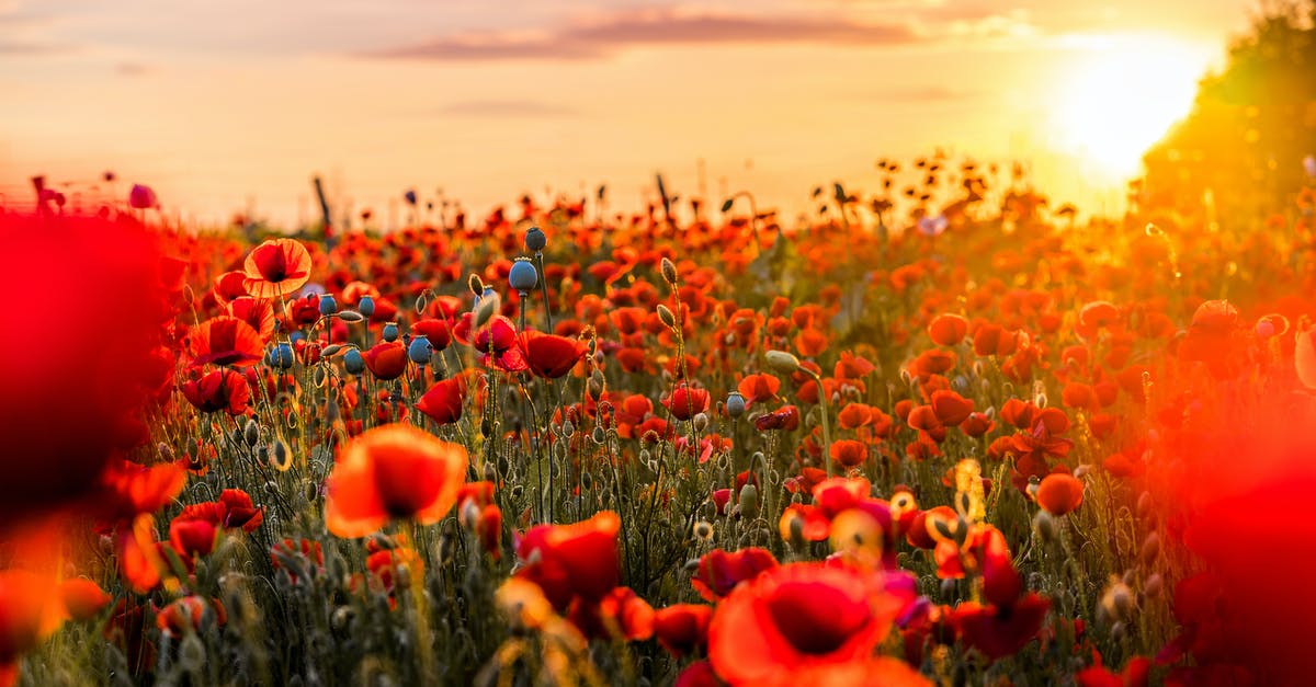 Within 300 km of Tokyo: Where for flora, landscape, nature? [closed] - Red Flowers in Bloom