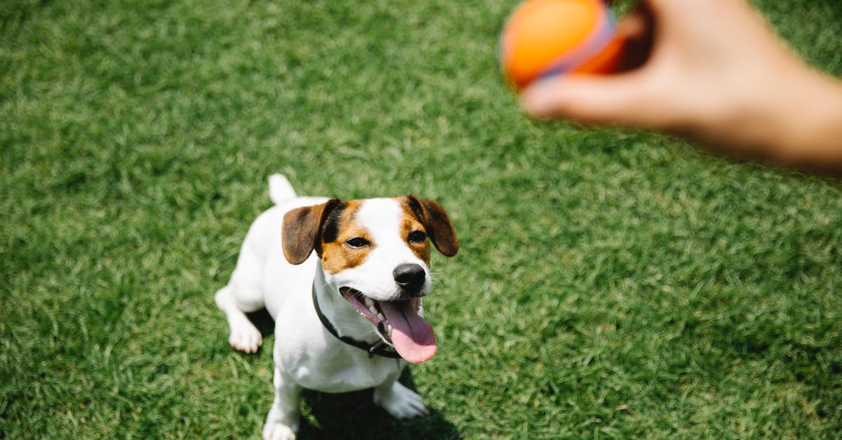 Wizz Air hand luggage size - Crop owner with ball taming purebred dog on lawn Wizz Air hand luggage size - Crop owner with ball taming purebred dog on lawn