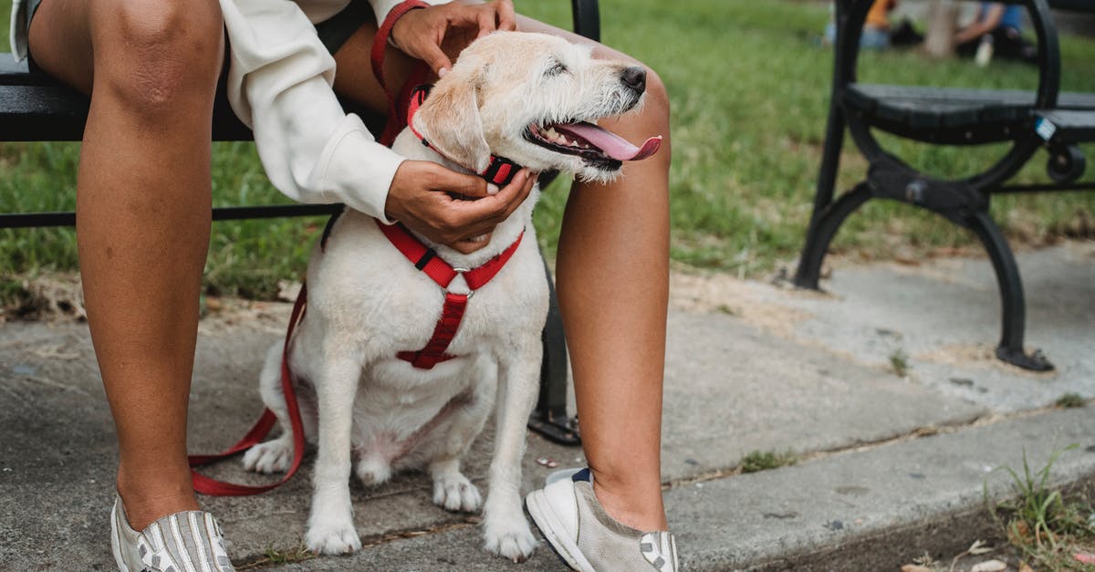 Zermatt to Breuil-Cervinia by short path - Crop ethnic woman petting dog in park Zermatt to Breuil-Cervinia by short path - Crop ethnic woman petting dog in park