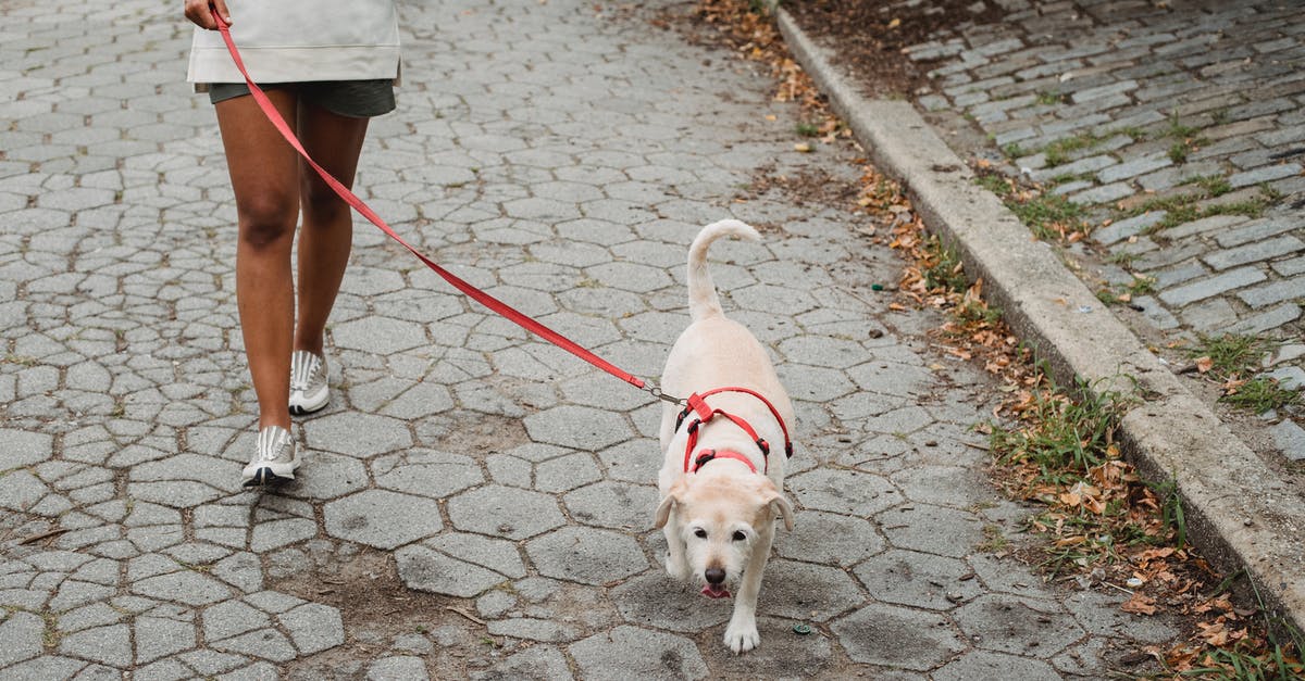 Zermatt to Breuil-Cervinia by short path - Unrecognizable ethnic female in shorts walking dog with white fur on red leash while strolling on paved sidewalk on street Zermatt to Breuil-Cervinia by short path - Unrecognizable ethnic female in shorts walking dog with white fur on red leash while strolling on paved sidewalk on street